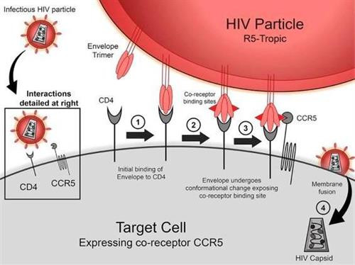 Phát hiện đột biến gien thứ hai liên quan đến khả năng kháng HIV