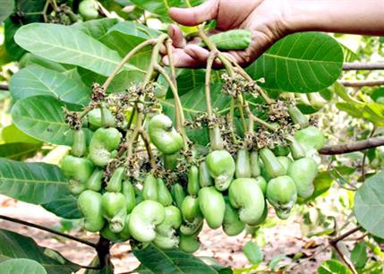 Kỹ thuật nhân giống cây điều