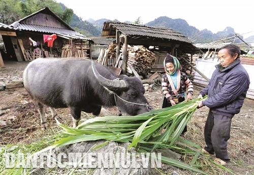 Lai Châu phát triển kinh tế hộ gia đình vùng biên