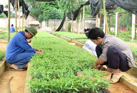 Yên Bái hoàn thành vượt chỉ tiêu kế hoạch trồng rừng năm 2017