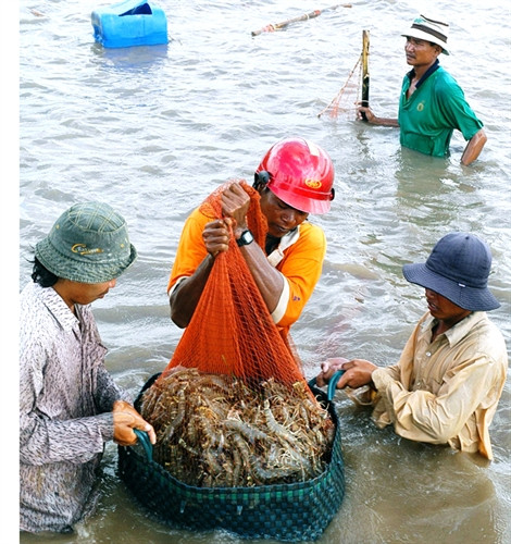 Giá tôm nguyên liệu tại Bạc Liêu giảm mạnh