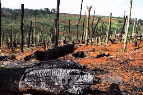 Nhiều bất cập trong giao đất, giao rừng, khoán bảo vệ rừng ở Tây Nguyên