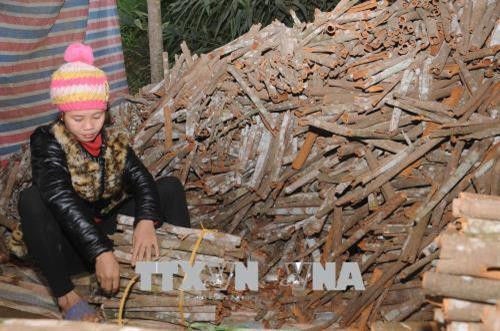 Người dân xã Nông Thượng thoát nghèo nhờ trồng quế