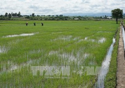 Gia Lai hướng đến sản xuất nông nghiệp bền vững