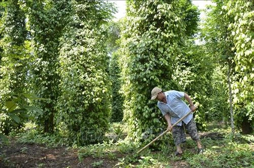 Quảng Trị: Tăng giá trị sản phẩm hồ tiêu theo hướng sản xuất hữu cơ