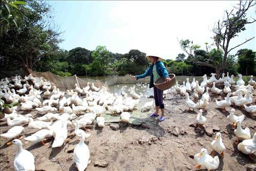 Liên kết sản xuất và tiêu thụ sản phẩm gia cầm ở Đồng Tháp