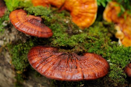 Trồng nấm linh chi - hướng đi mới của nông dân Bà Rịa - Vũng Tàu