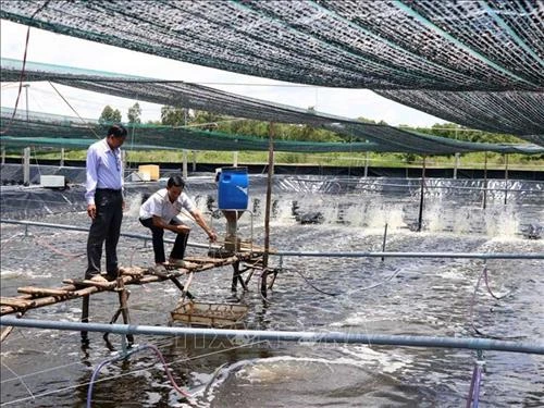 Phòng ngừa dịch bệnh cho tôm trong mùa nắng nóng