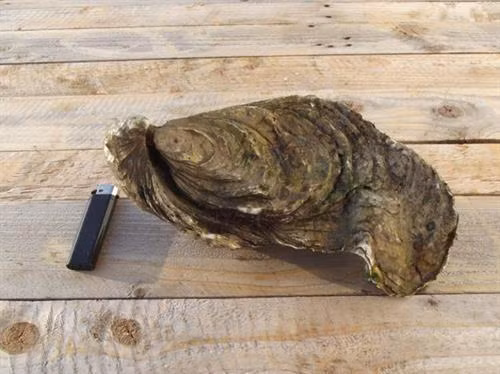 Bắt được hàu khổng lồ ở miền Tây nước Pháp