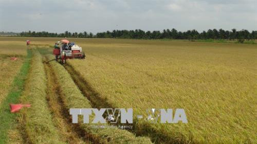 Trà Vinh nhân rộng mô hình trồng lúa thông minh