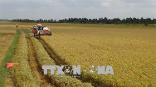 Trà Vinh nhân rộng mô hình trồng lúa thông minh