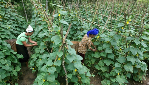 Phát triển các mô hình rau sạch giúp tăng thêm thu nhập cho đồng bào dân thiểu số ở Quế Phong