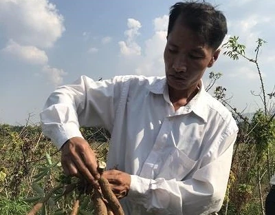 Giống sắn mới giúp đồng bào dân tộc thiểu số ở Kon Rẫy tăng thu nhập