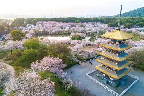 Trung Quốc: Hoa anh đào nở rộ