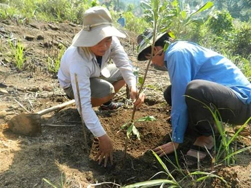 Hướng dẫn kỹ thuật trồng, chăm sóc cây mắc ca