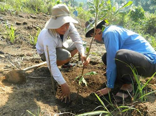 Hướng dẫn kỹ thuật trồng, chăm sóc cây mắc ca