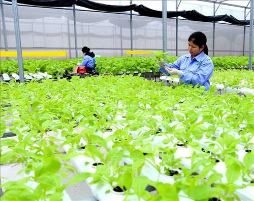 Trồng rau thủy canh - hướng phát triển nông nghiệp sạch tại Thanh Hóa