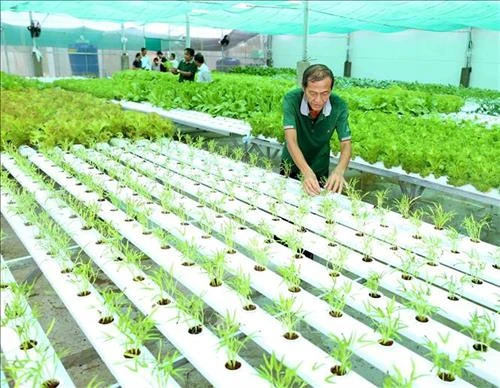 Trồng rau thủy canh xuất khẩu sang Hàn Quốc