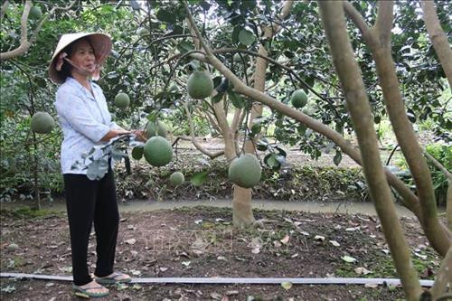 Diện tích trồng cây ăn quả ở Tiền Giang có xu hướng tăng mạnh