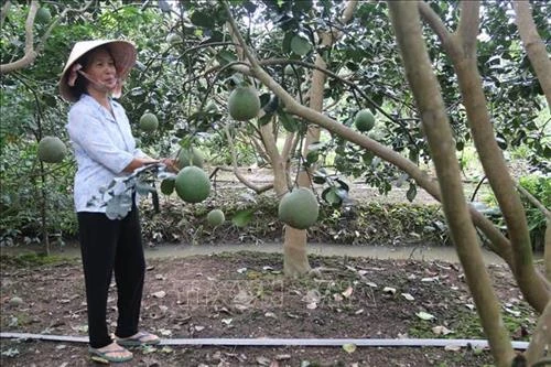 Diện tích trồng cây ăn quả ở Tiền Giang có xu hướng tăng mạnh
