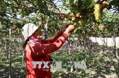 Lưu ý trong canh tác cây ăn quả mùa khô 2017-2018 tại Nam Bộ
