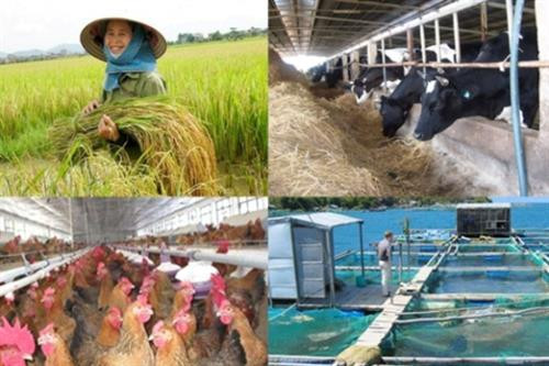 Bảo hiểm nông nghiệp: Vì sao vẫn vướng?
