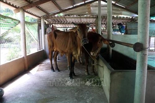 Cao Bằng giám sát chặt và phòng, chống dịch lở mồm long móng trên đàn gia súc