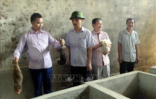 Nghề nuôi dúi giúp bà con huyện vùng cao Đakrông tăng thu nhập