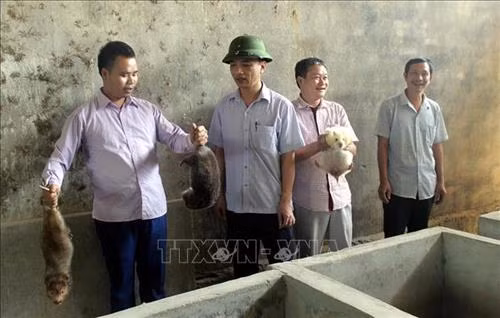 Nghề nuôi dúi giúp bà con huyện vùng cao Đakrông tăng thu nhập