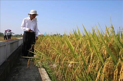 Khuyến khích nông dân sử dụng giống lúa xác nhận để tăng năng suất