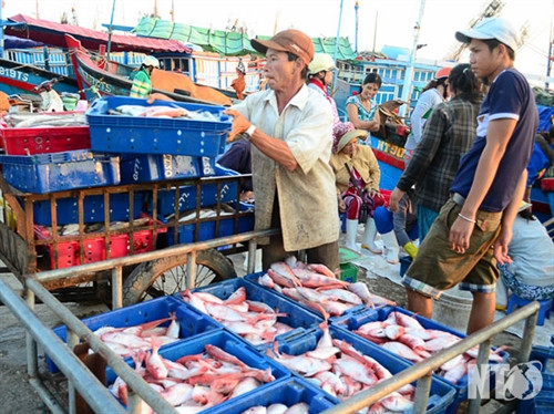 Ngư dân phấn khởi vì được mùa khai thác thủy sản