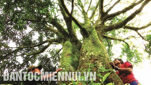 Phát triển vùng chuyên canh quế ở Quảng Nam