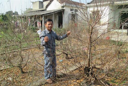 Làng hoa đào Nhà Nít rộn ràng vào vụ Tết Canh Tý 2020