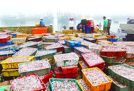 Bình minh chợ cá đảo Nghi Sơn