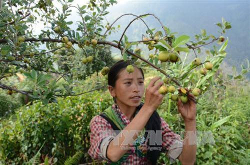 Yên Bái phát triển cây lâm sản ngoài gỗ