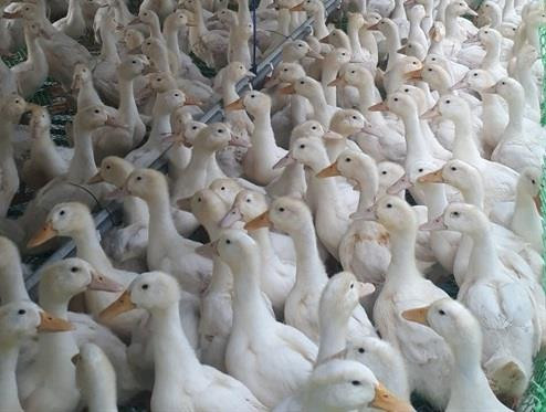 Các dòng vịt siêu thịt mới