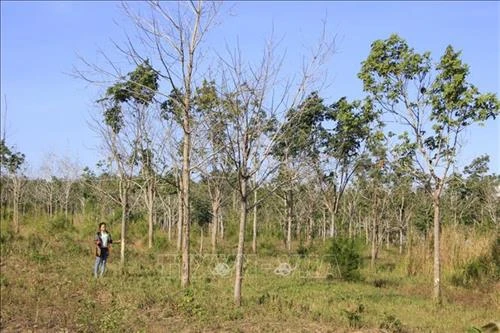 Cân nhắc khi chuyển đổi diện tích cao su kém hiệu quả sang trồng loại cây khác