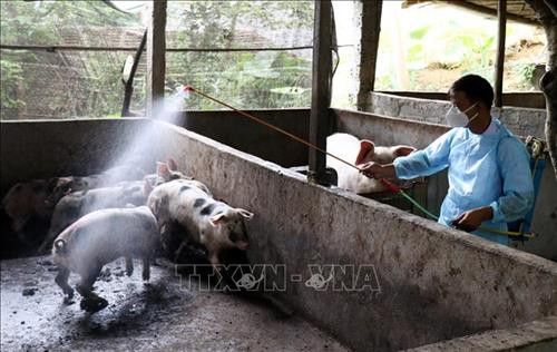 Kon Tum khoanh vùng dập dịch lở mồm long móng trên đàn lợn