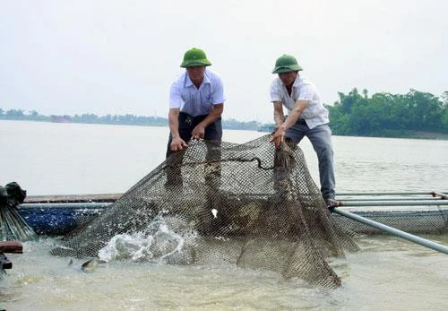 Hiệu quả từ chuyển đổi ruộng trũng sang nuôi trồng thủy sản ở Lương Tài