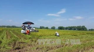 Sản xuất cánh đồng lúa lớn bằng cơ giới đồng bộ cho lợi nhuận cao