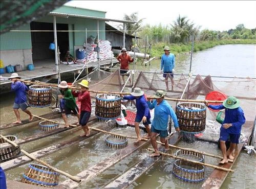 Trả Vinh khuyến khích nông dân mở rộng diện tích nuôi cá tra