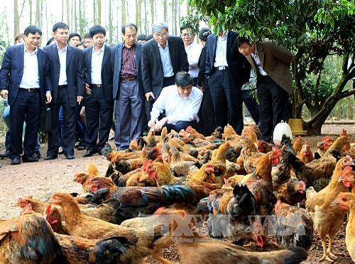 Xây dựng thương hiệu quốc gia cho sản phẩm gà đồi Yên Thế