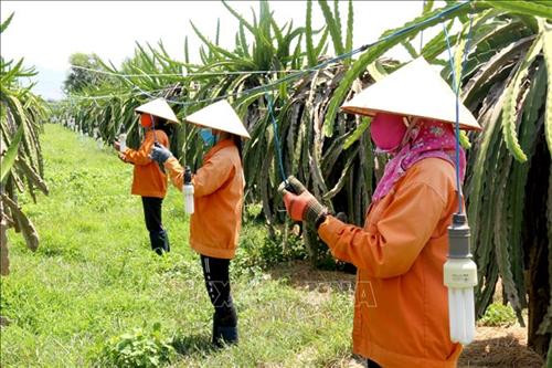 Bình Thuận hướng tới xây dựng vùng nguyên liệu thanh long an toàn
