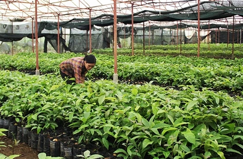 Giống bơ ghép… "cháy" hàng!