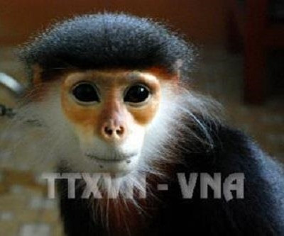 Quảng Nam phục hồi sinh cảnh rừng nhằm bảo tồn đàn voọc chà vá chân xám quý hiếm