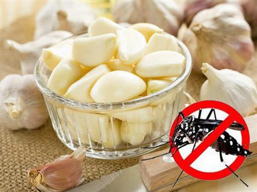 Cách đuổi muỗi bằng tỏi cực kì đơn giản mà hiệu quả