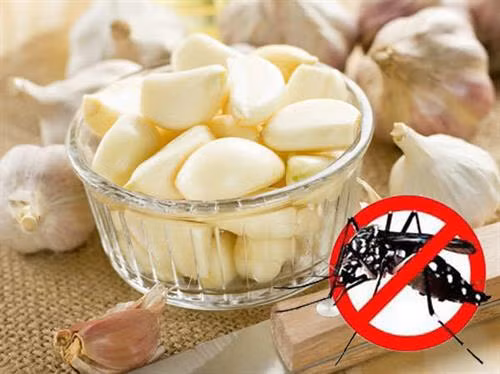 Cách đuổi muỗi bằng tỏi cực kì đơn giản mà hiệu quả