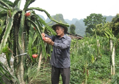 Ông Lê làm giàu từ mô hình VAC