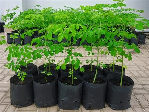 Kỹ thuật ươm giống cây chùm ngây