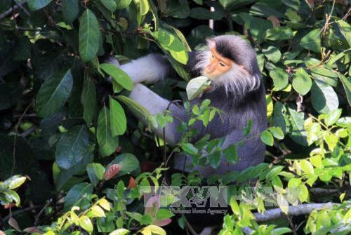 Bảo tồn loài linh trưởng quý hiếm tại Khu bản tồn thiên nhiên Pù Hu